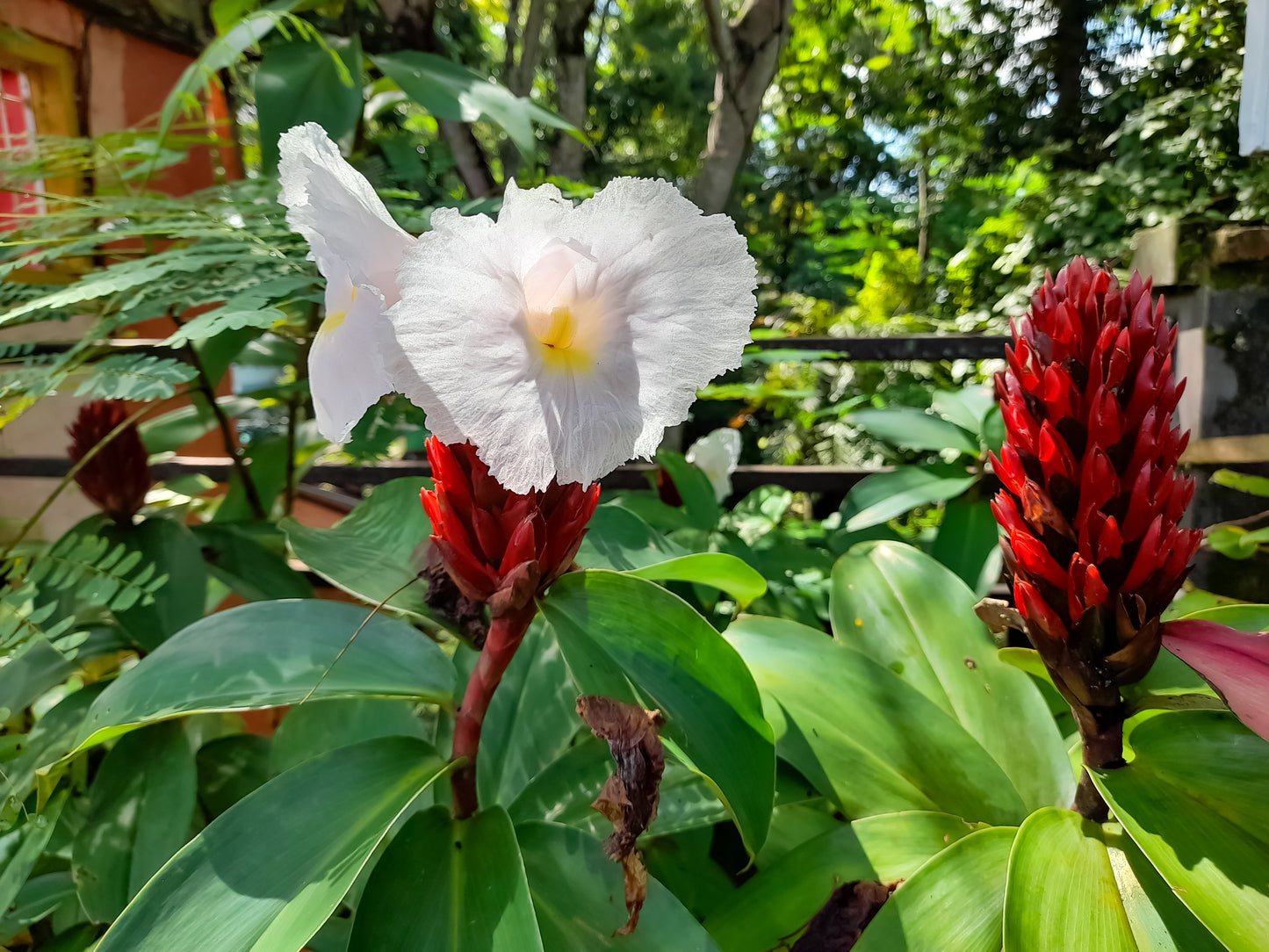 10 CREPE GINGER Hellenia Speciosa Cheilocostus Costus Red & White Wild Spiral Flag Flower Seeds
