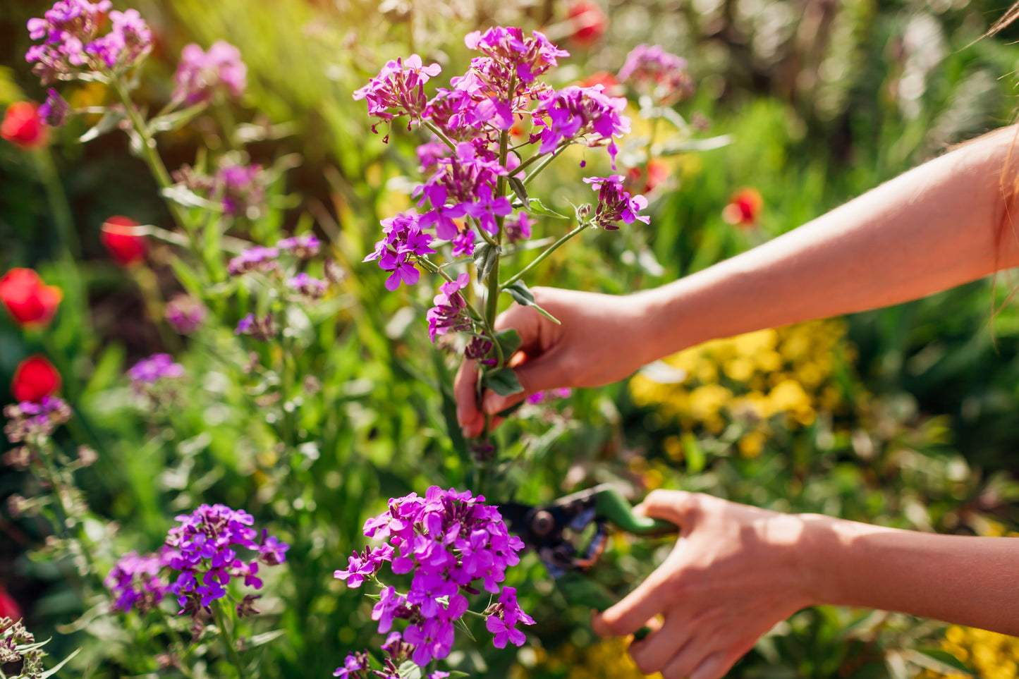 1500 DAMES ROCKET (Danask Violet) Hesperis Matronalis Dame's Purple Flower Seeds