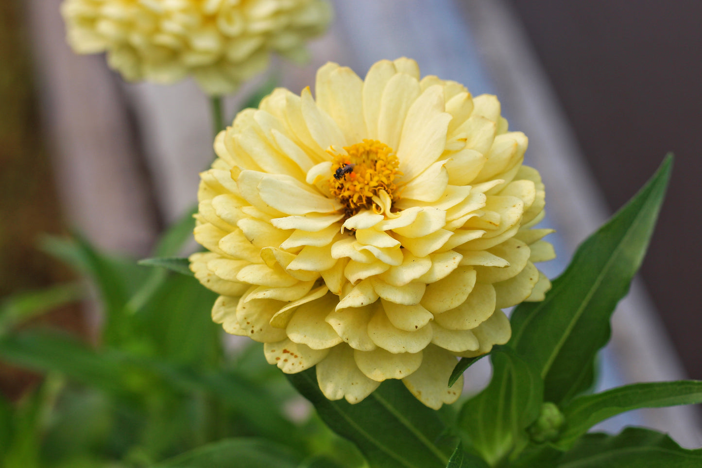 250 ISABELLINA ZINNIA Elegans Pastel Light Yellow Double Heirloom Flower Seeds