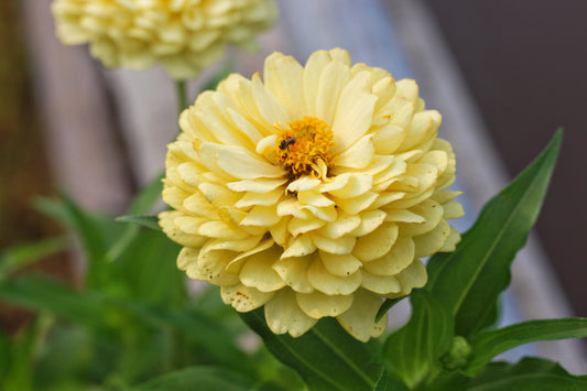 250 ISABELLINA ZINNIA Elegans Pastel Light Yellow Double Heirloom Flower Seeds