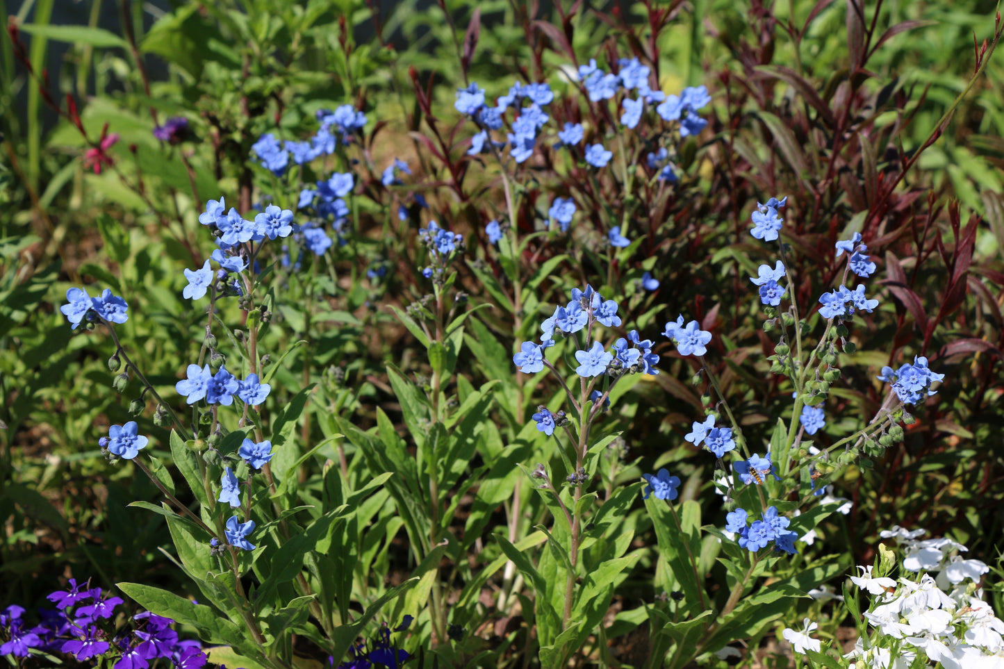 500 Blue Chinese FORGET ME NOT (Hounds Tongue) Cynoglossum Amabile Flower Seeds