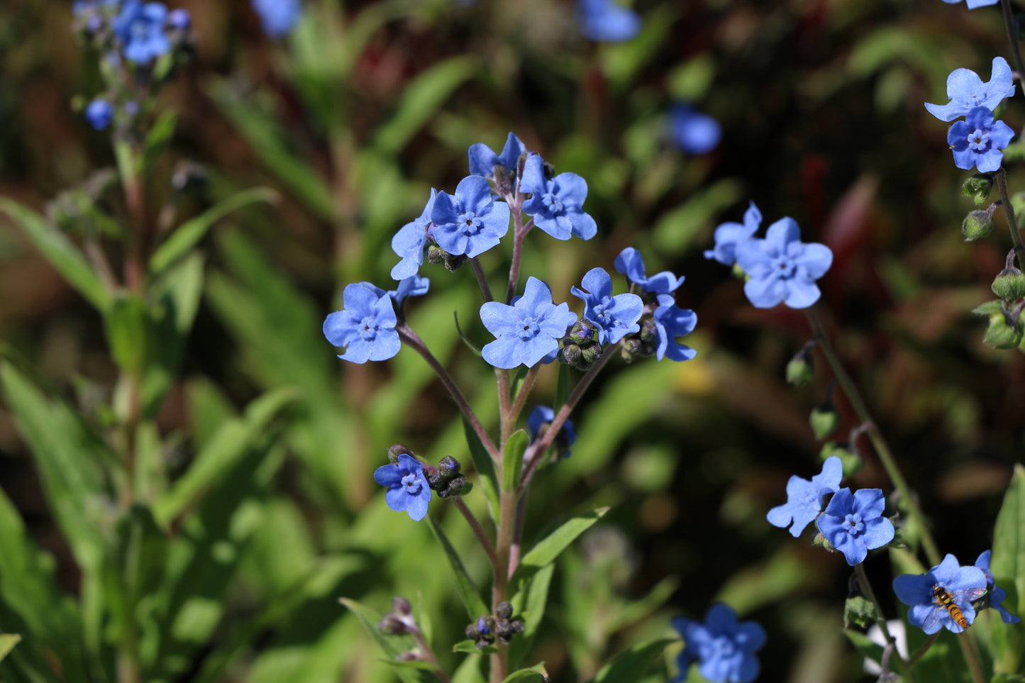 500 Blue Chinese FORGET ME NOT (Hounds Tongue) Cynoglossum Amabile Flower Seeds