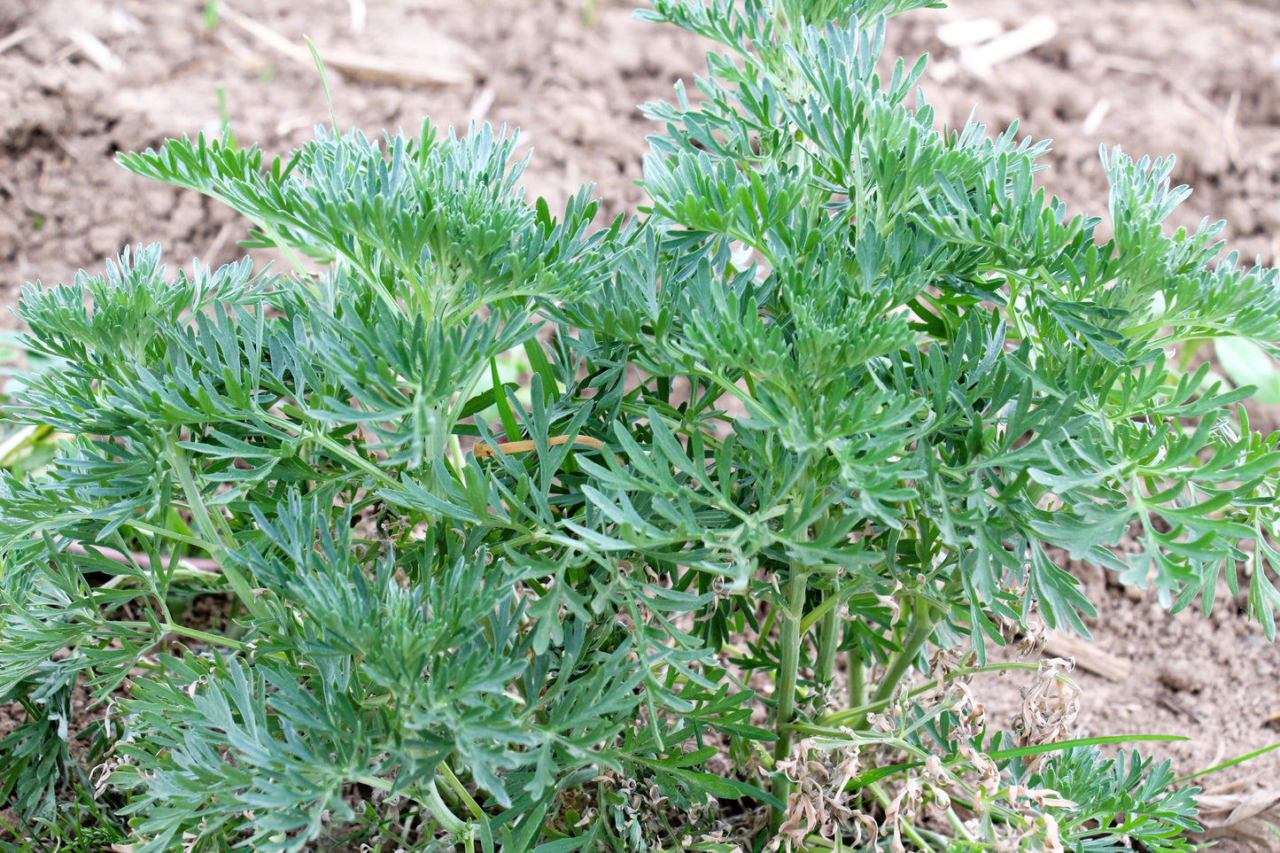 500 ABSINTHE WORMWOOD Common Artemisia Absinthium Green Ginger Herb Flower Seeds