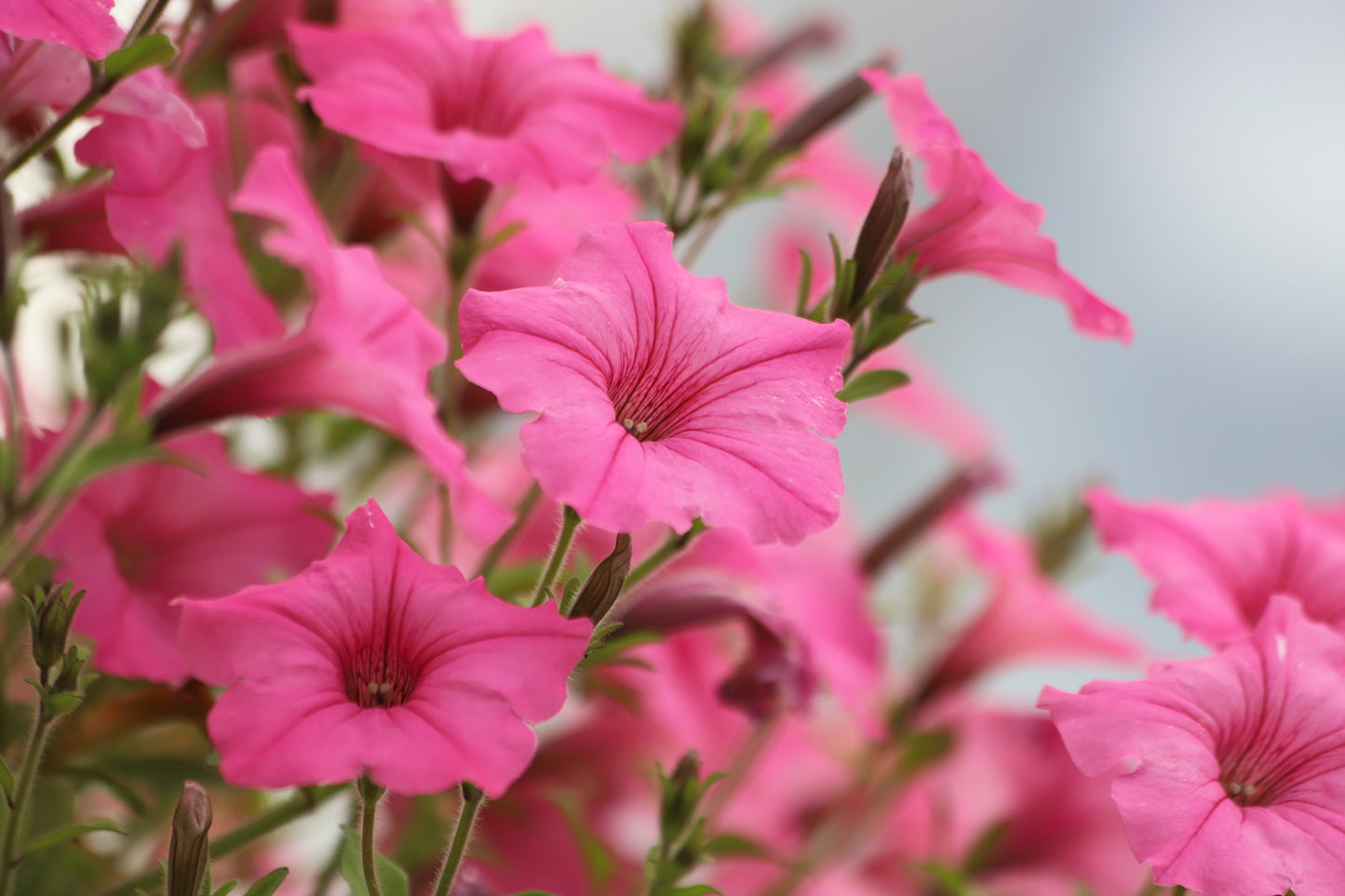 100 PINK PETUNIA Hybrida Pollinator Garden Container Flower Seeds