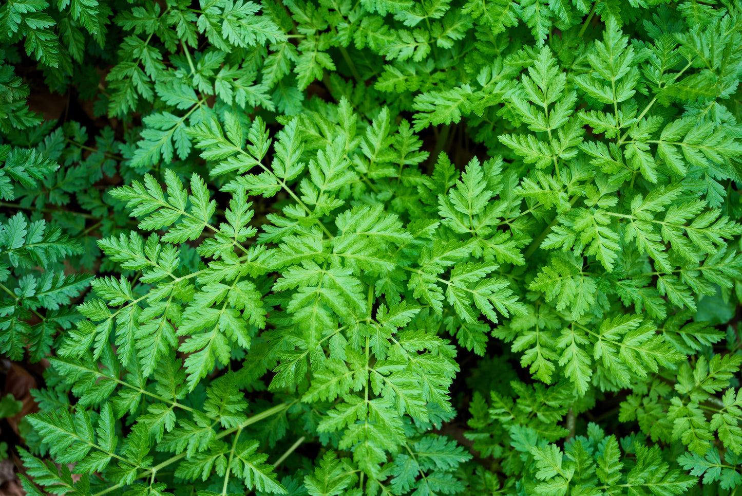 plant licorice flavored seeds 20 SWEET CICELY Myrrhis Odorata Herb Fragrant Flower Licorice Flavor S – Seedville USA