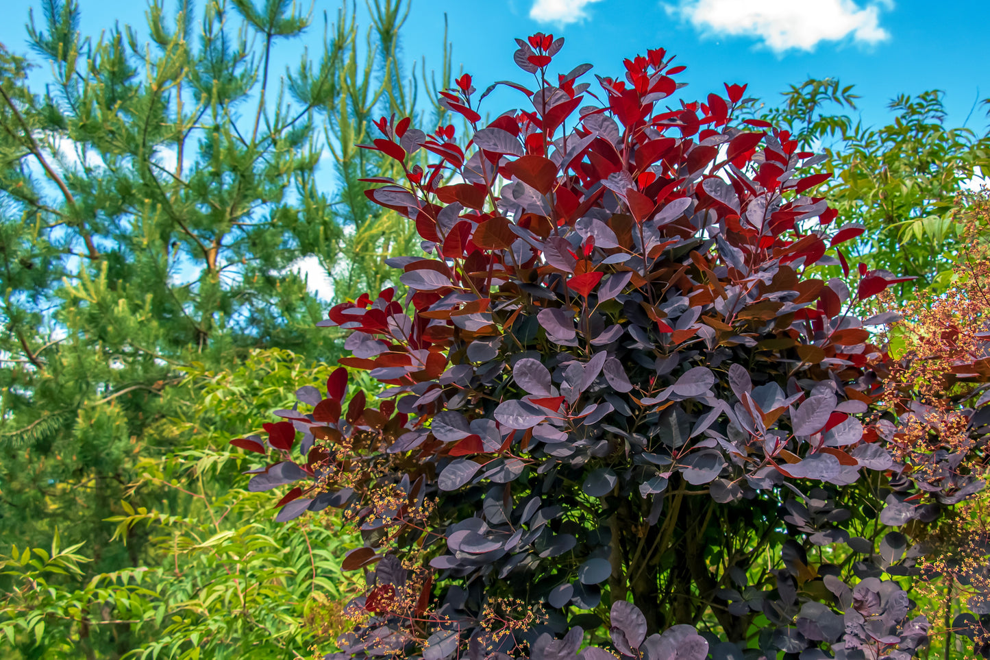 30 PURPLE SMOKE TREE Shrub Smokebush Cotinus Coggygria Rhus Cotinus Su Seedville USA 30 PURPLE SMOKE TREE Shrub Smokebush Cotinus Coggygria Rhus Cotinus Su Seedville USA
