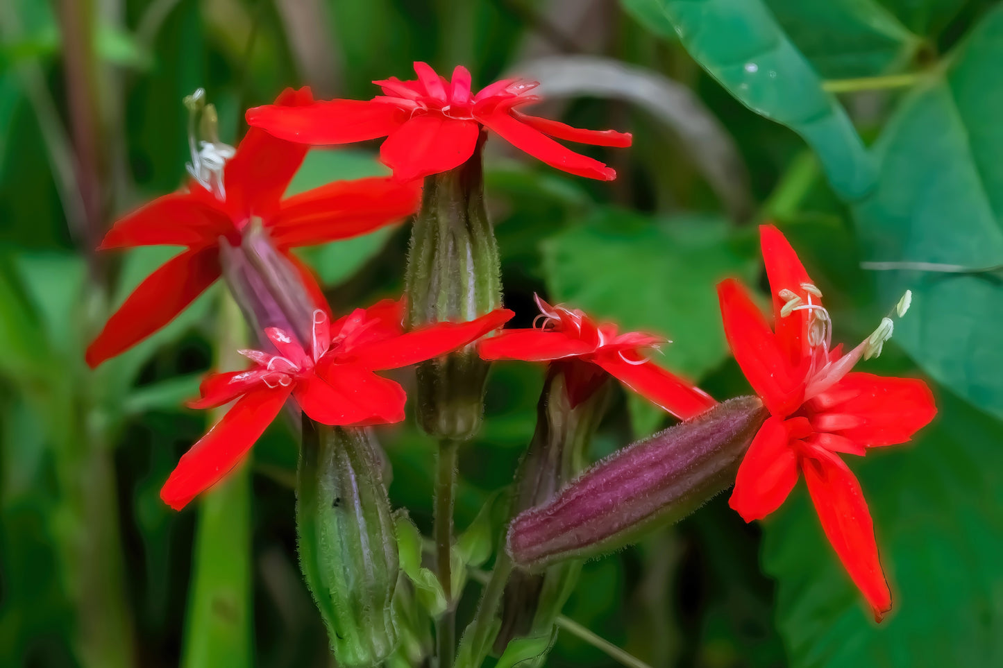 20 ROYAL RED CATCHFLY Hummingbird & Endangered Native Flower Silene Regia Seeds