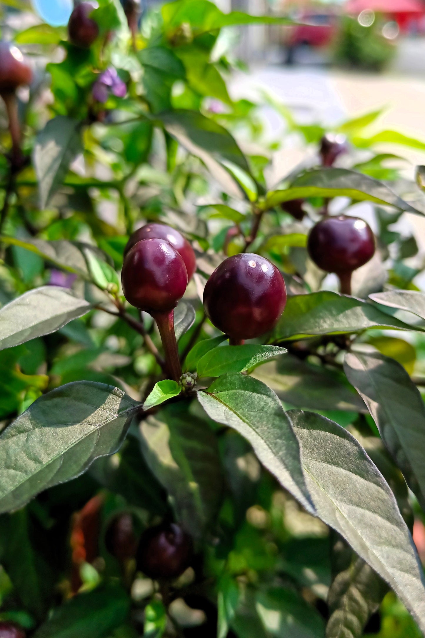 20 FILIUS BLUE PEPPER Capiscum Annuum Christmas Pepper Vegetable Seeds