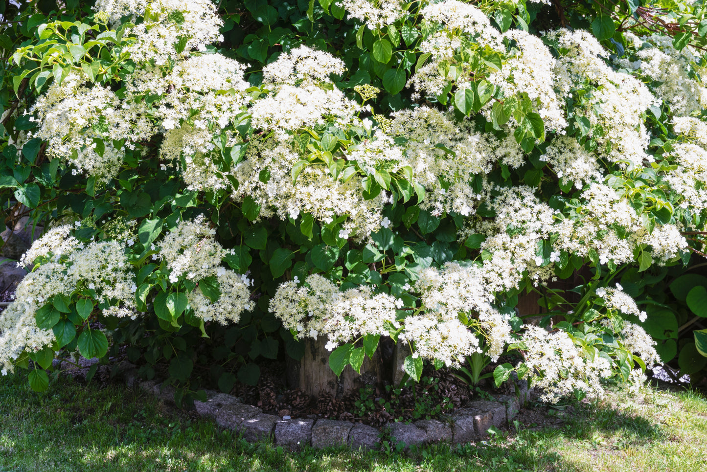 50 CLIMBING HYDRANGEA Anomala Petiolaris Vine Flower Seeds