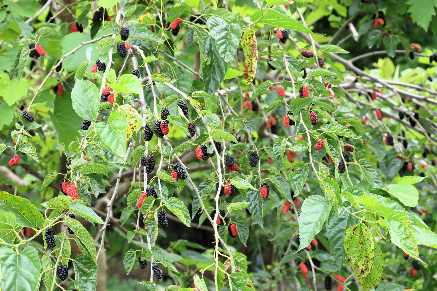 15 Red MULBERRY Morus Rubra Black Fruit Shrub Tree Seeds