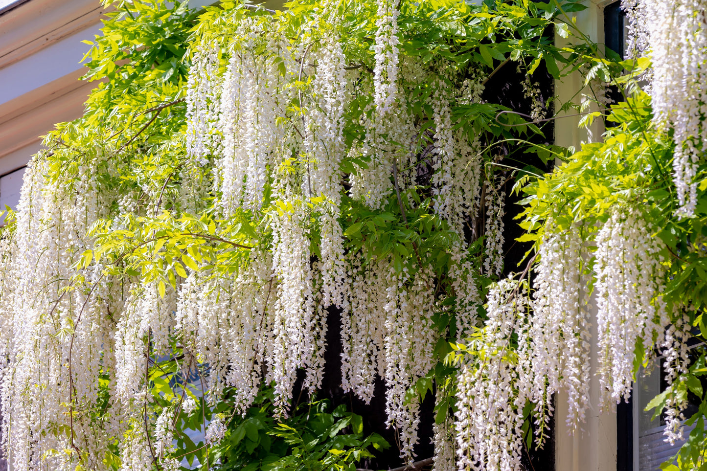 5 WHITE WISTERIA Floribunda Alba Ornamental Japanese Flower Vine Seeds