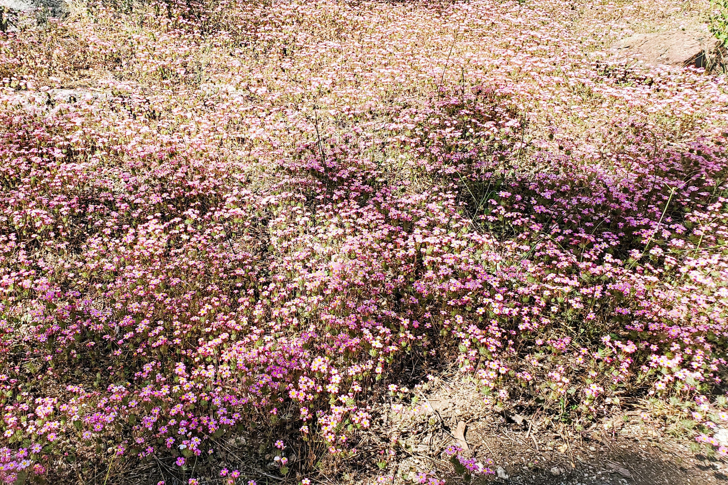 350 RED BABYS BREATH Gypsophila Elegans Baby's Breath Flower Seeds