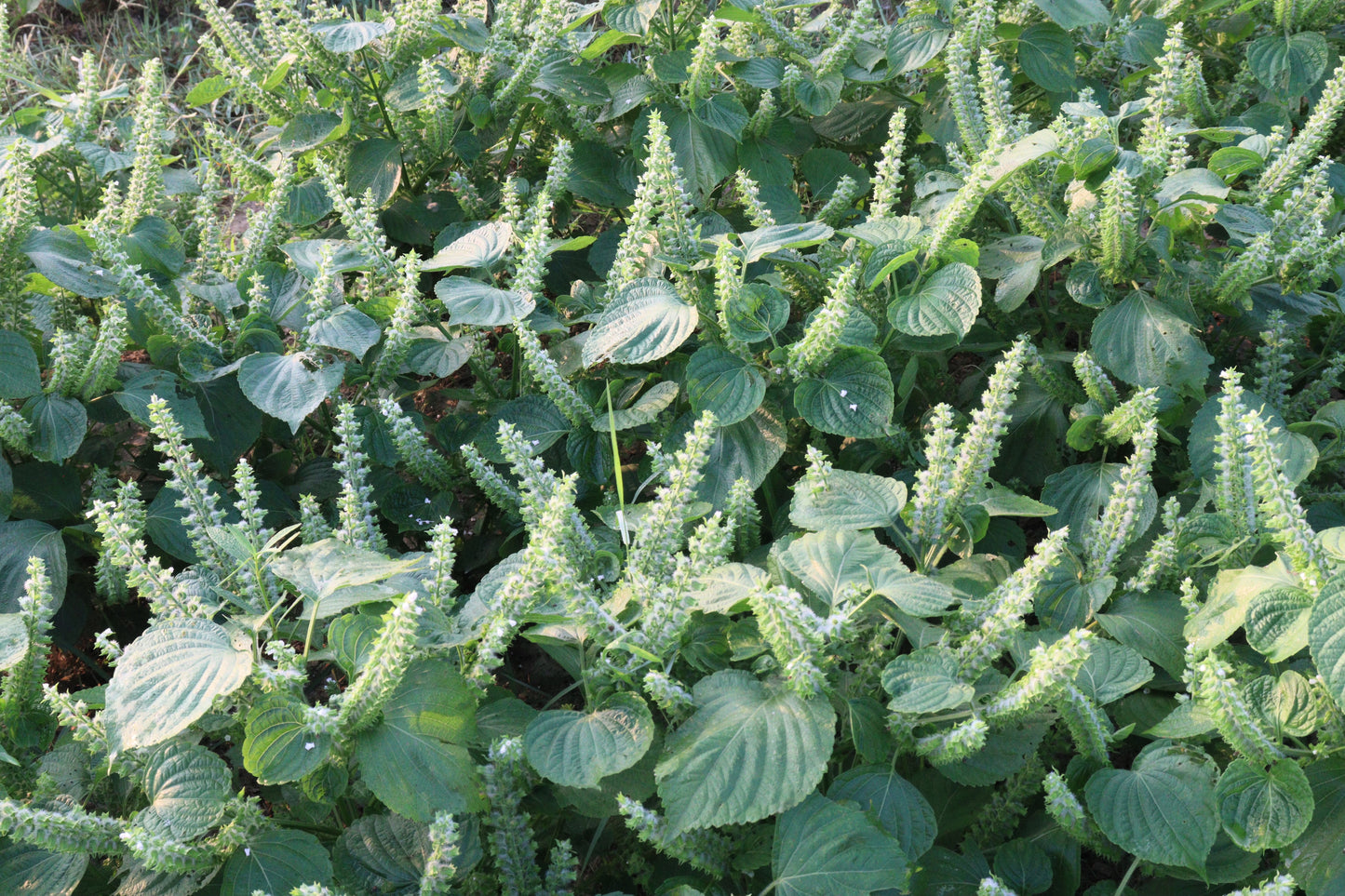 300 GREEN SHISO aka PERILLA Frutescens Ornamental Herb Seeds Green & Purple