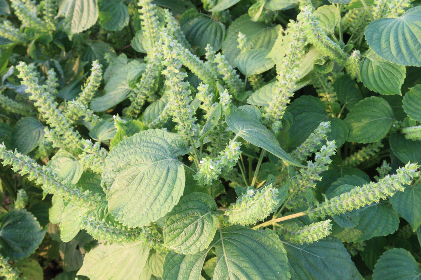 300 GREEN SHISO aka PERILLA Frutescens Ornamental Herb Seeds Green & Purple