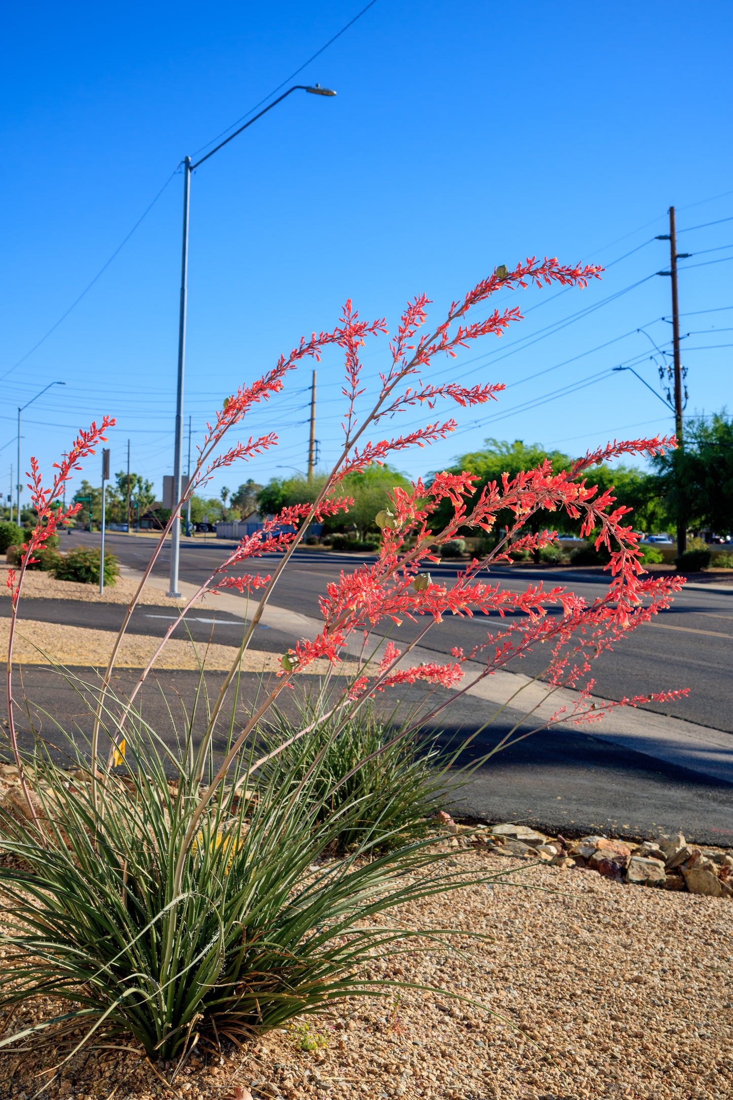 1000 Bulk RED YUCCA Hesperaloe Parviflora Hummingbird Coral Yucca Flower Seeds