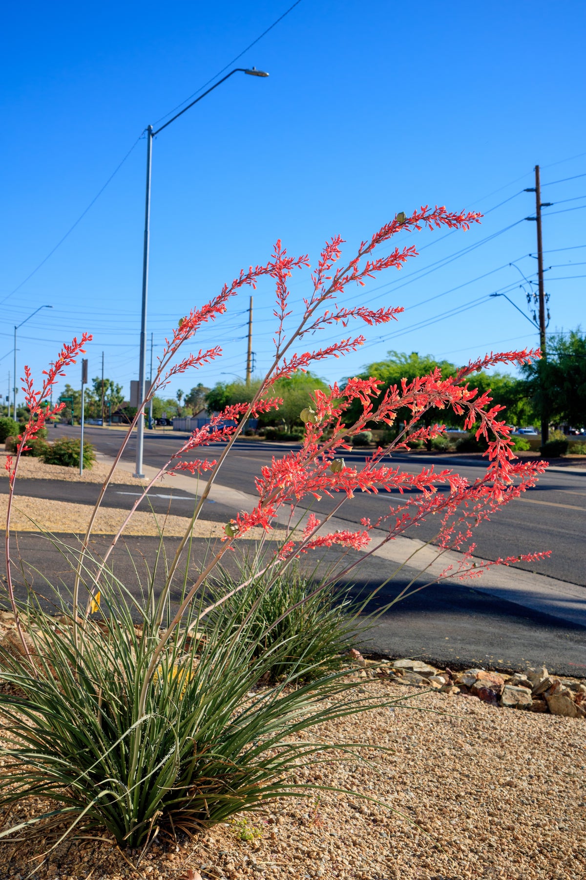 25 RED YUCCA Hesperaloe Parviflora aka Hummingbird, Coral, & Texas Yuc ...
