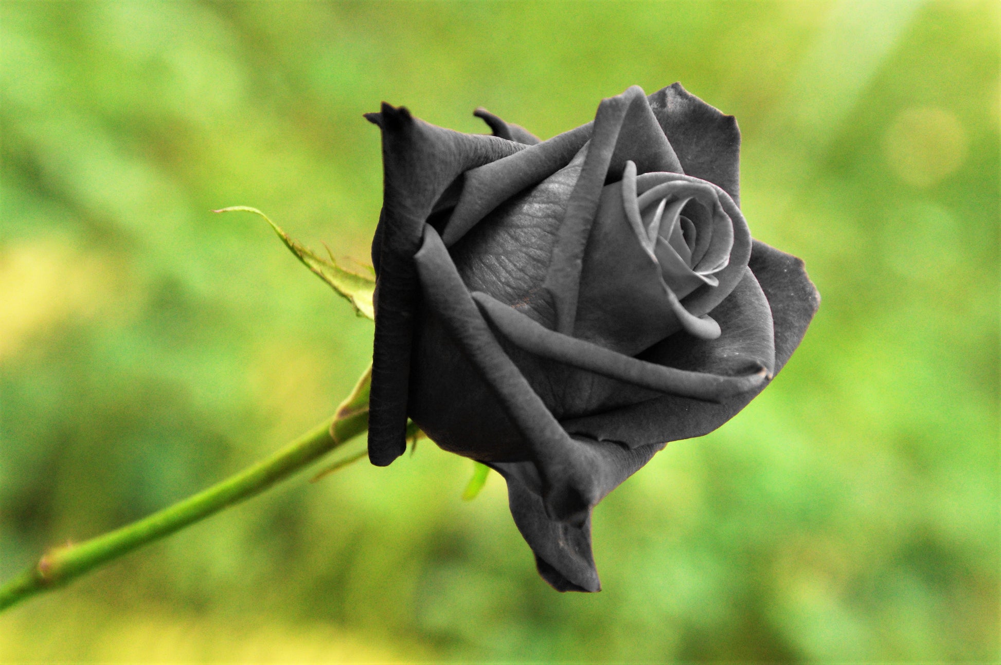 real black roses seeds 5 BLACK ROSE Rosa Bush Shrub Perennial Flower Seeds