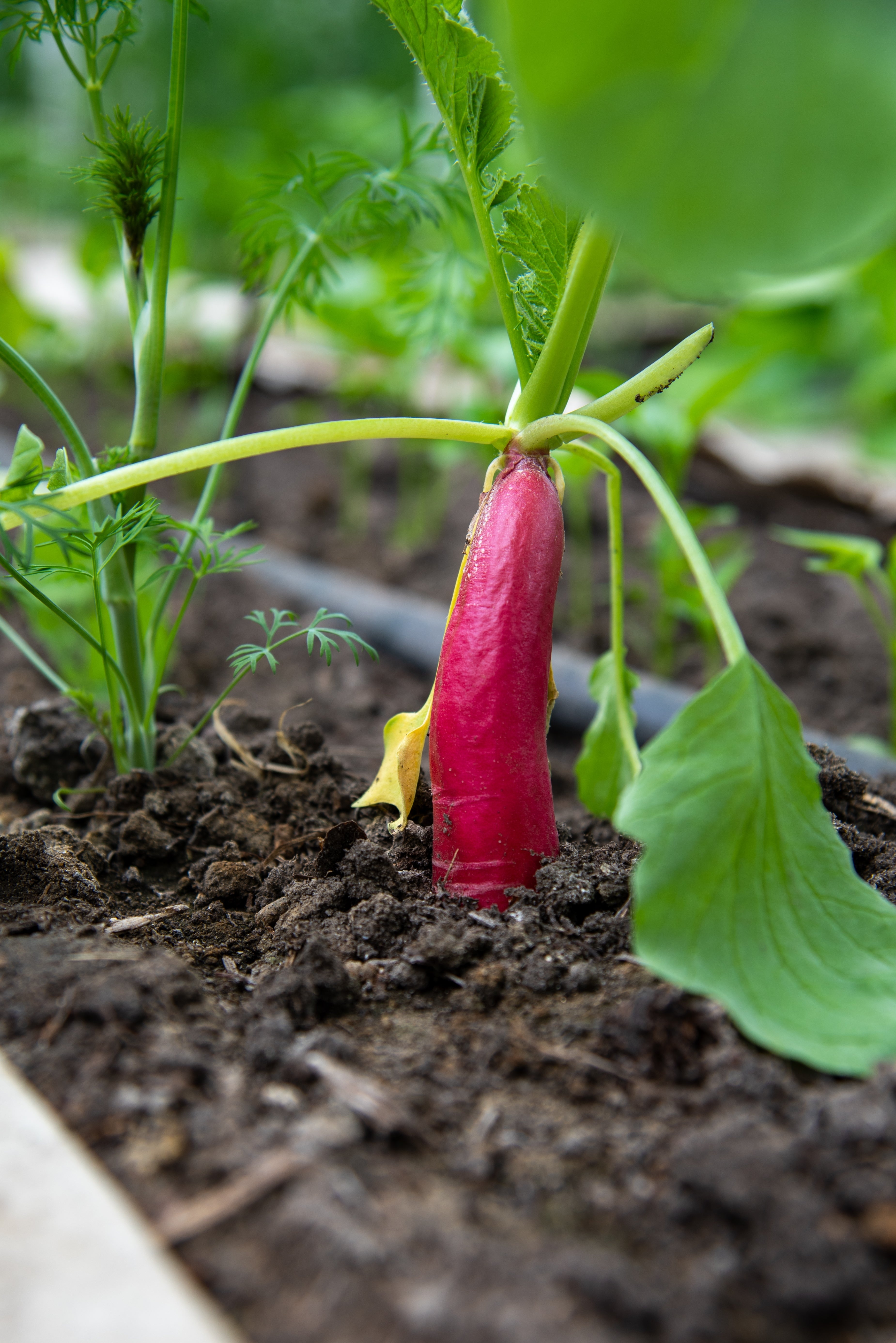 250 RED Arrow SPROUTING RADISH MiniGreen Daikon Raphanus Sativus