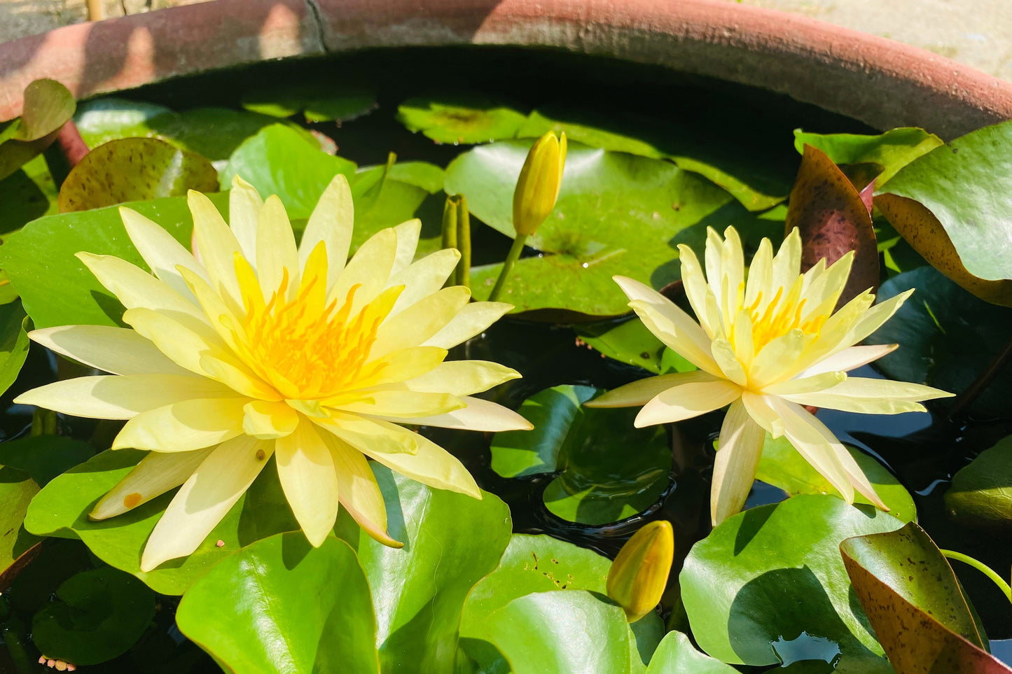 5 BOWL LOTUS Mixed Colors Dwarf Nelumbo Nucifera Aquatic Flower Seeds