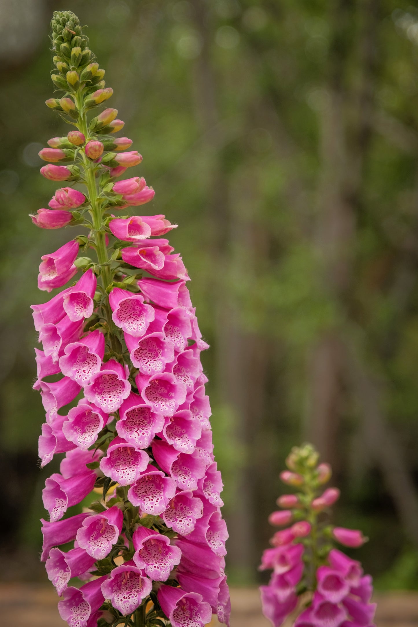 1000 Seeds MIXED FOXGLOVE Digitalis Purpurea Flower Seeds