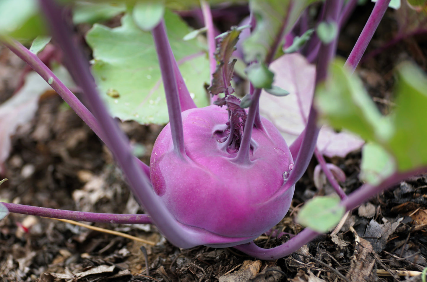 2000 PURPLE VIENNA KOHLRABI Brassica Oleracea Gongylodes Vegetable Seeds