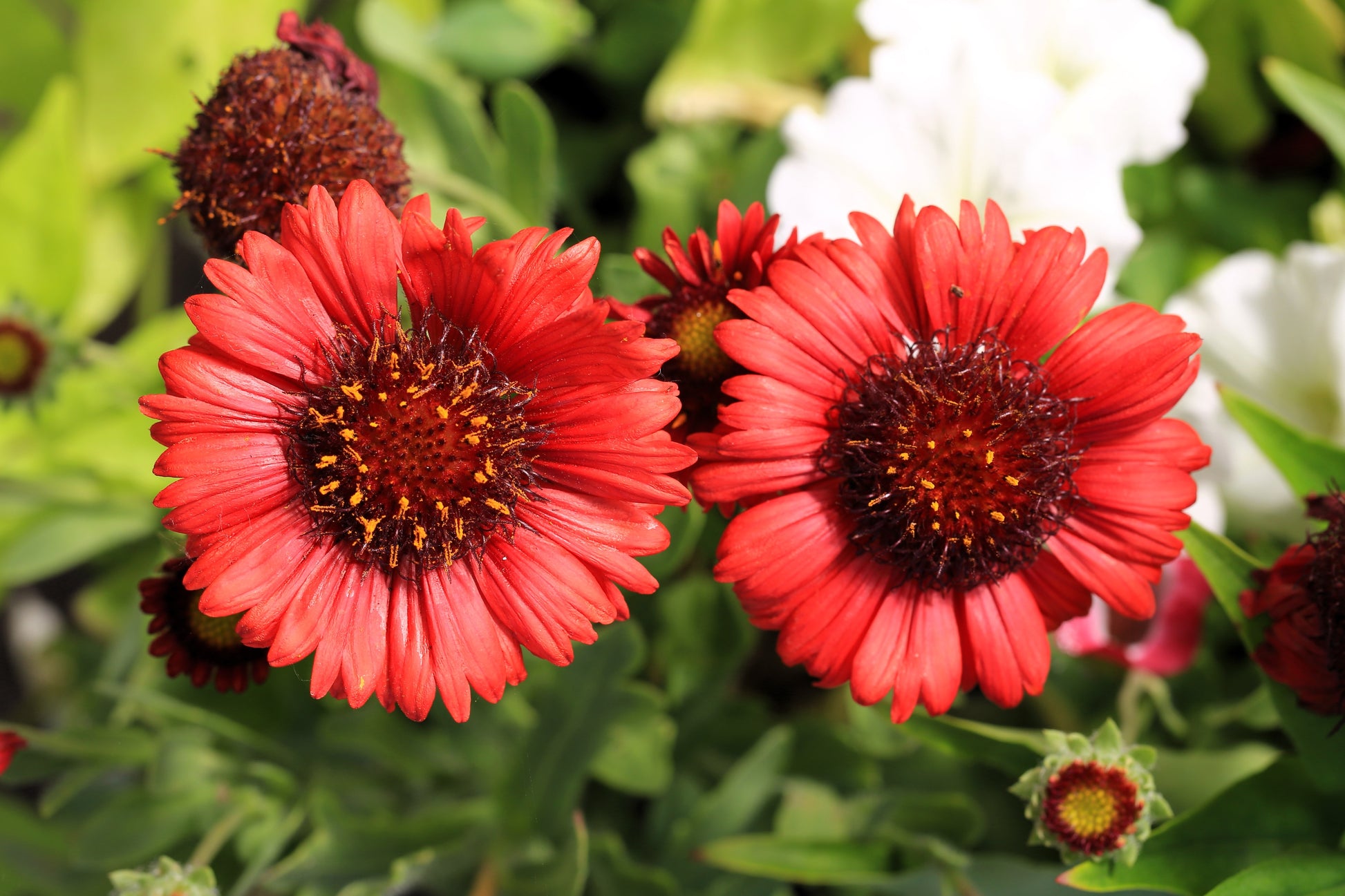 gaillardia flower seeds 50 BURGUNDY GAILLARDIA Red Indian Blanket Flower Seeds