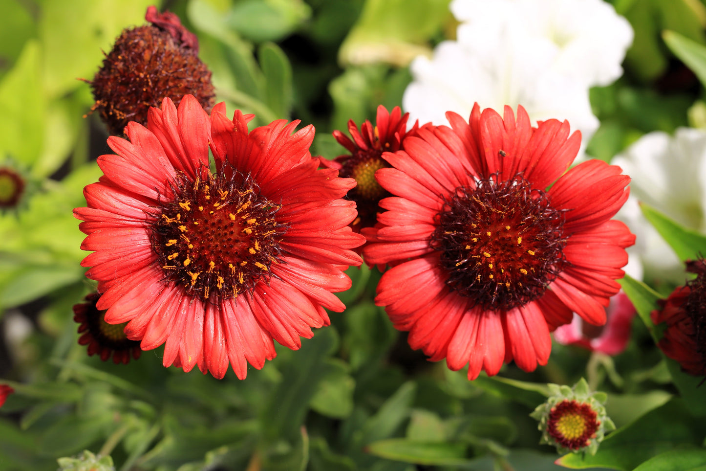 50 BURGUNDY GAILLARDIA Red Indian Blanket Flower Seeds