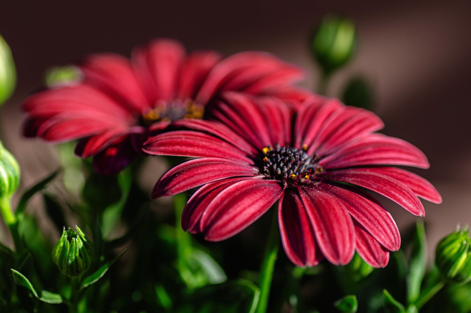 osteospermum flower seeds 20 MIXED COLORS OSTEOSPERMUM Ecklonis African Cape Daisy Flower Seeds