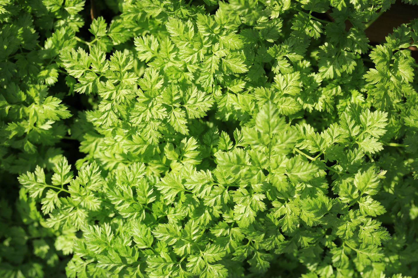 200 BRUSSELS WINTER CHERVIL Anthriscus Gourmet European Heirloom Herb Vegetable Seeds