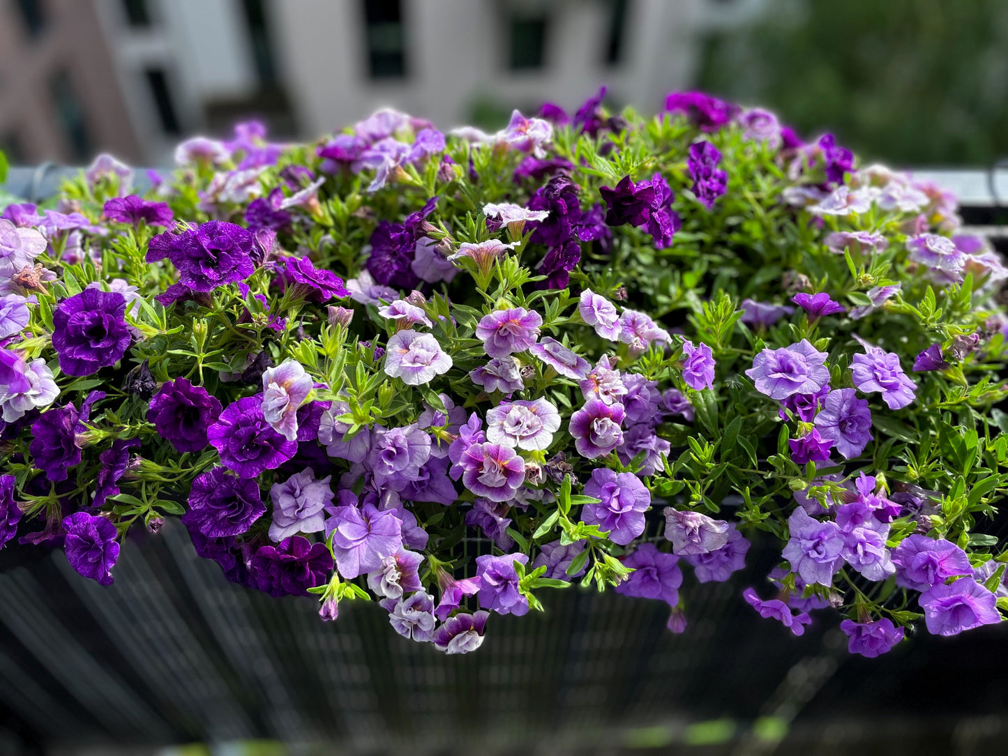 20 DOUBLE MIX PETUNIA Floribunda Red Pink Purple Flower Seeds