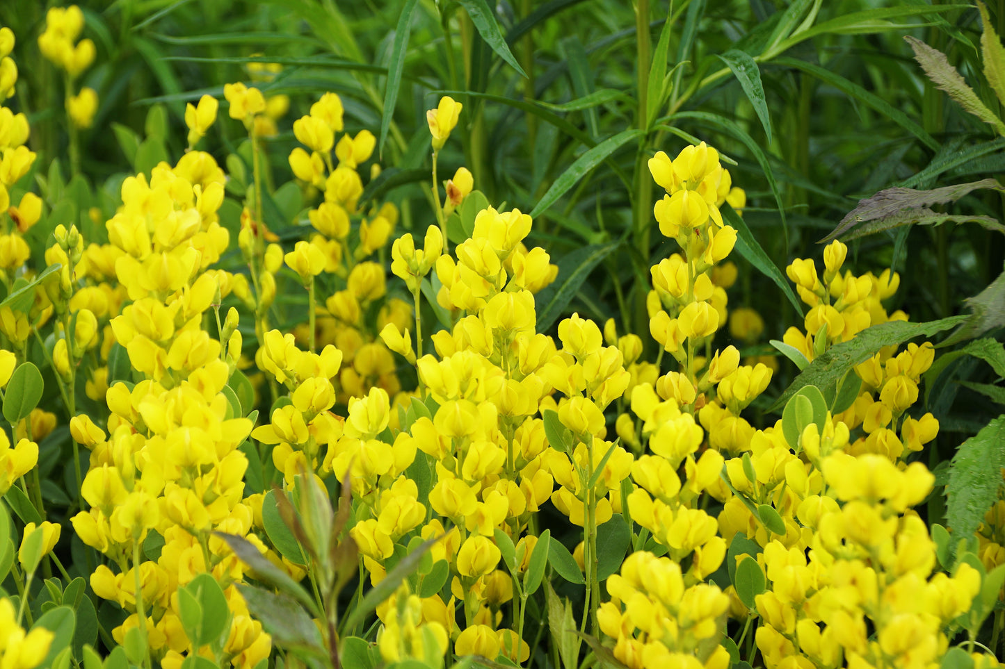 25 YELLOW WILD INDIGO Baptisia Tinctoria False Indigo Flower Seeds