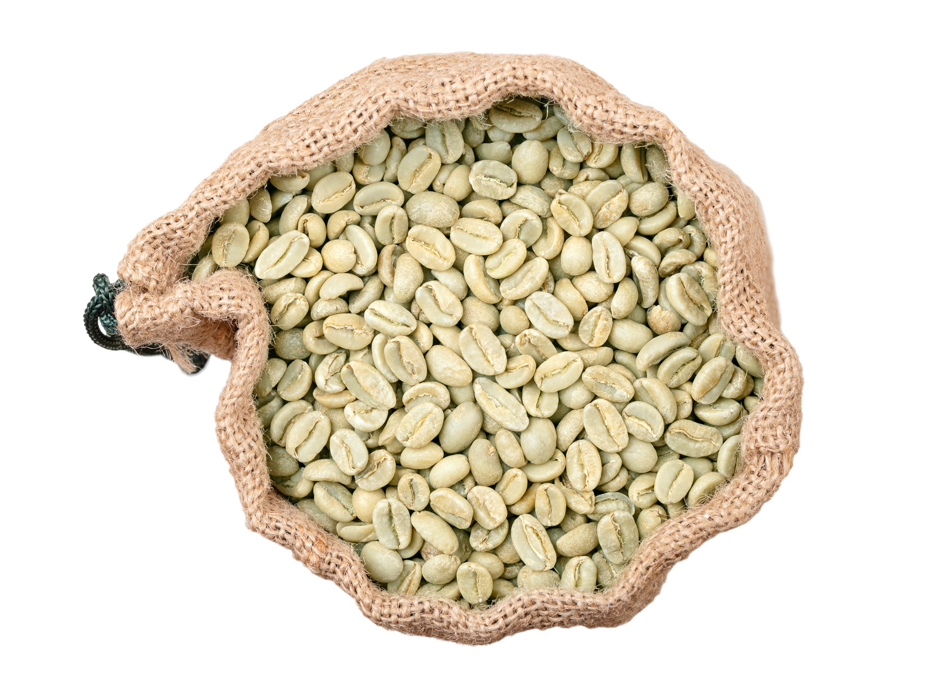coffee plant seed 15 ARABICA COFFEE Tree Shrub Seeds