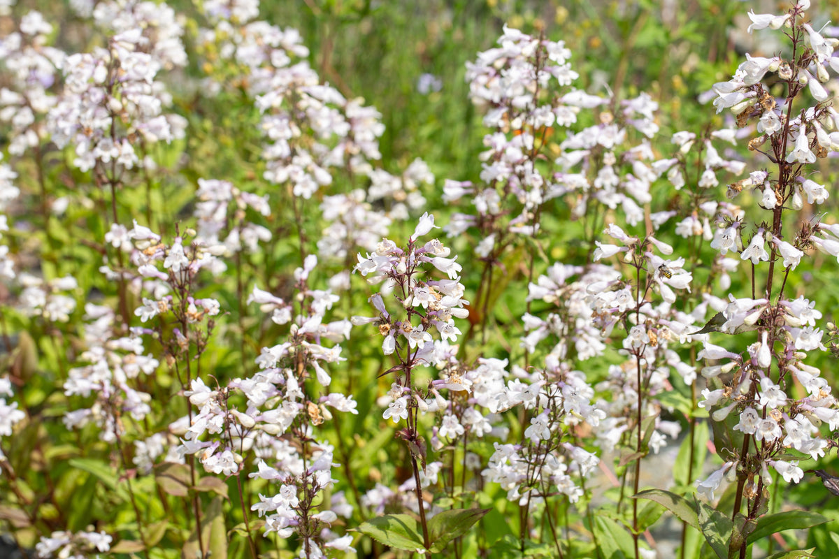 1000 WHITE FOXGLOVE BEARDTONGUE Penstemon Digitalis Native Shade Flower Seeds