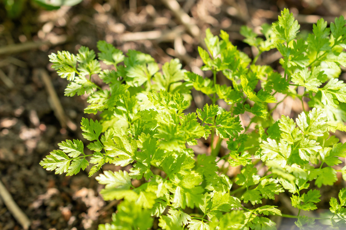 150 GARDEN CHERVIL (Gourmet Parsley) Anthriscus Cerefolium Herb Flower Seeds