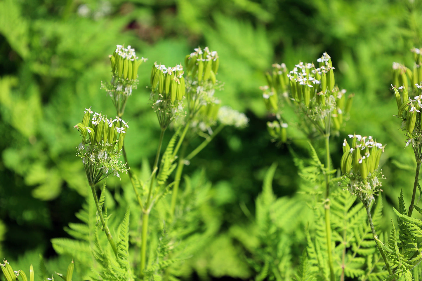 plants with licorice-flavored seeds 20 SWEET CICELY Myrrhis Odorata Herb Fragrant Flower Licorice Flavor Seeds