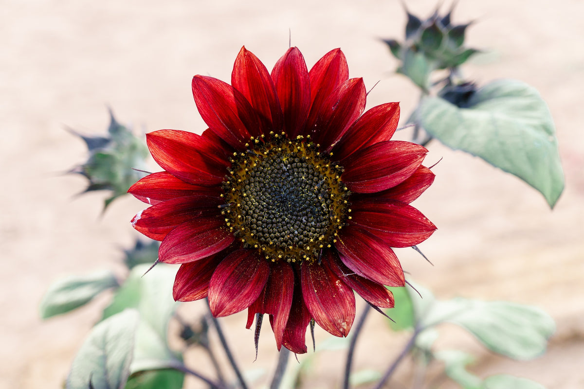 25 RED SUN SUNFLOWER Helianthus Annuus Flower Seeds