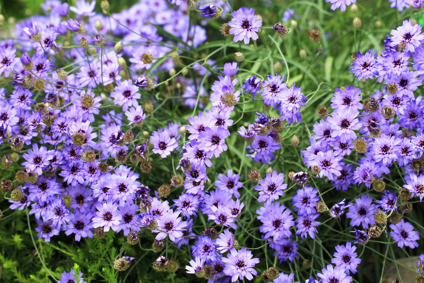 20 Blue CUPIDS DART aka ' LOVE plant ' Catananche Caerulea Flower Seeds