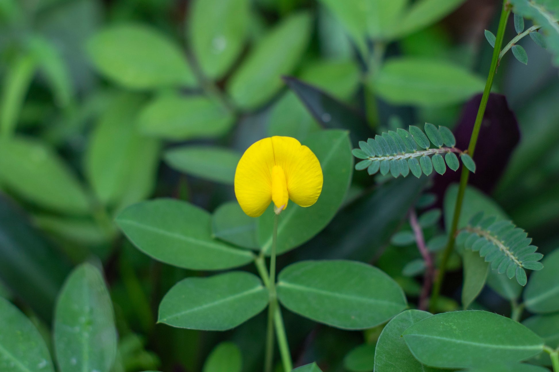 peanut plant seeds for sale 15 Seeds TENNESSEE RED PEANUT Valencia Arachis Hypogaea Perennial Nut – Seedville USA