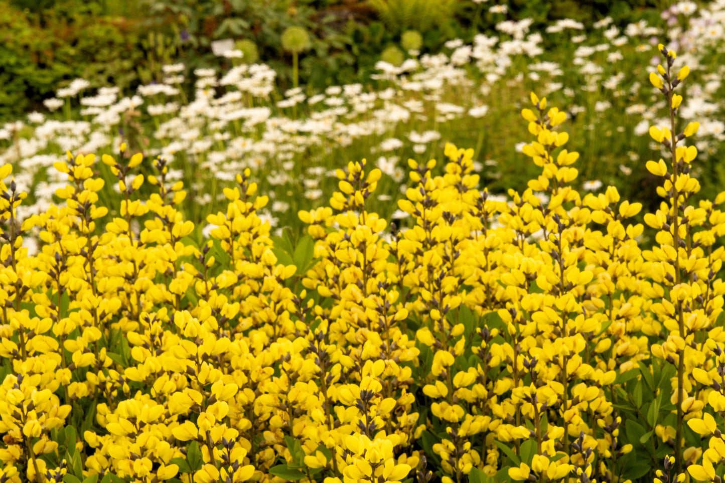 25 YELLOW WILD INDIGO Baptisia Tinctoria False Indigo Flower Seeds