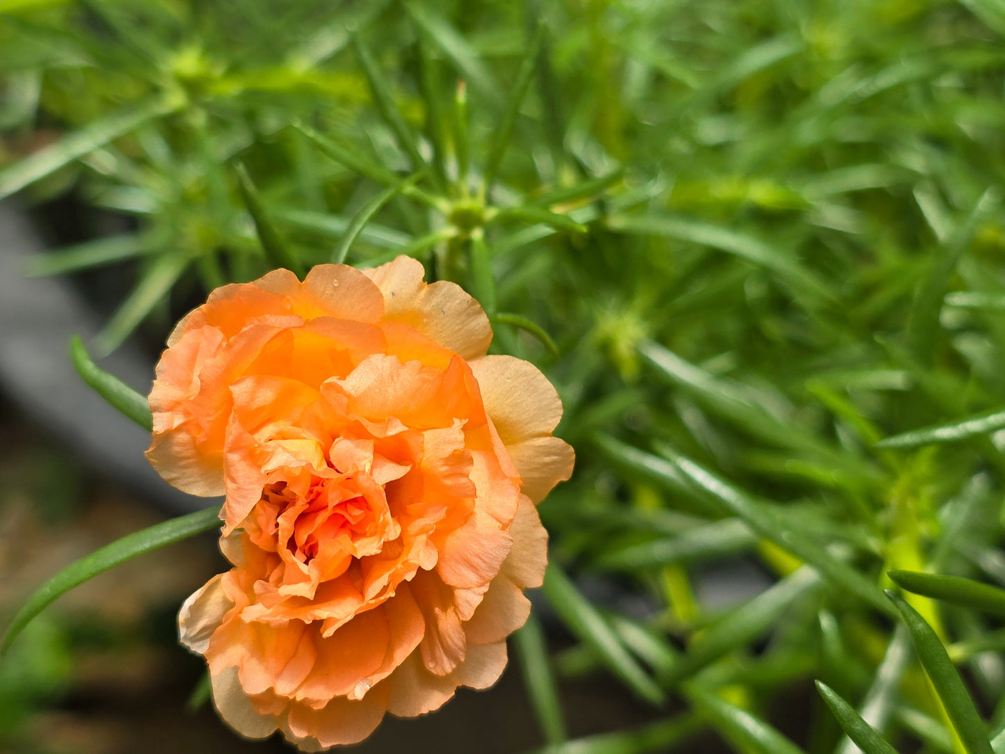 50 ORANGE CARNATION Dianthus Caryophyllus Chabaud Double Flower Seeds