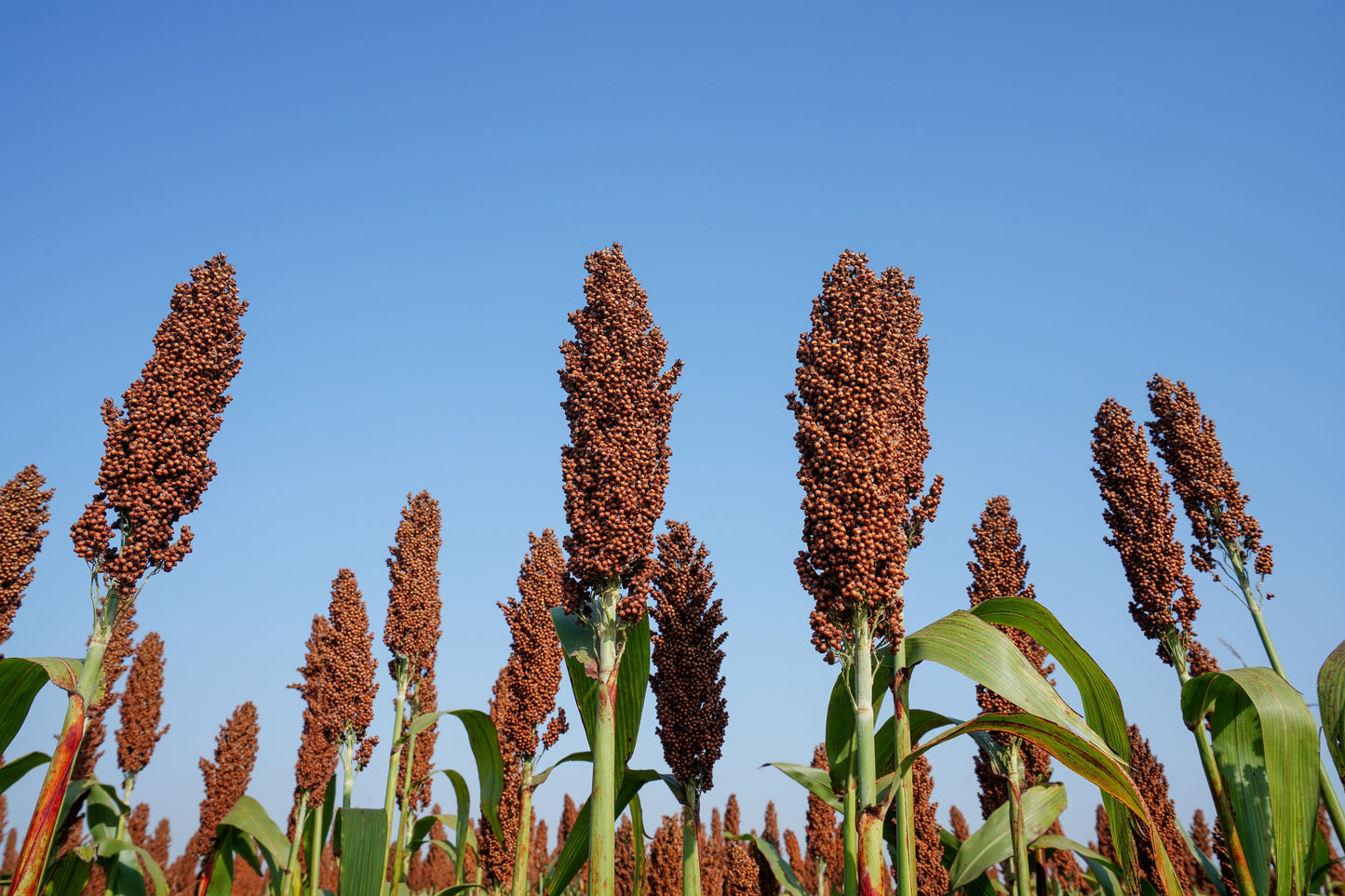 50 M81E SORGHUM Light Amber Syrup Bicolor Vegetable Grain Seeds