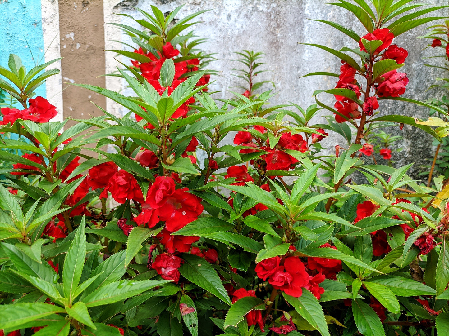 100 IMPATIENS (Balsam / Lady Slipper / Touch Me Not) Impatiens Balsamina Flower Seeds