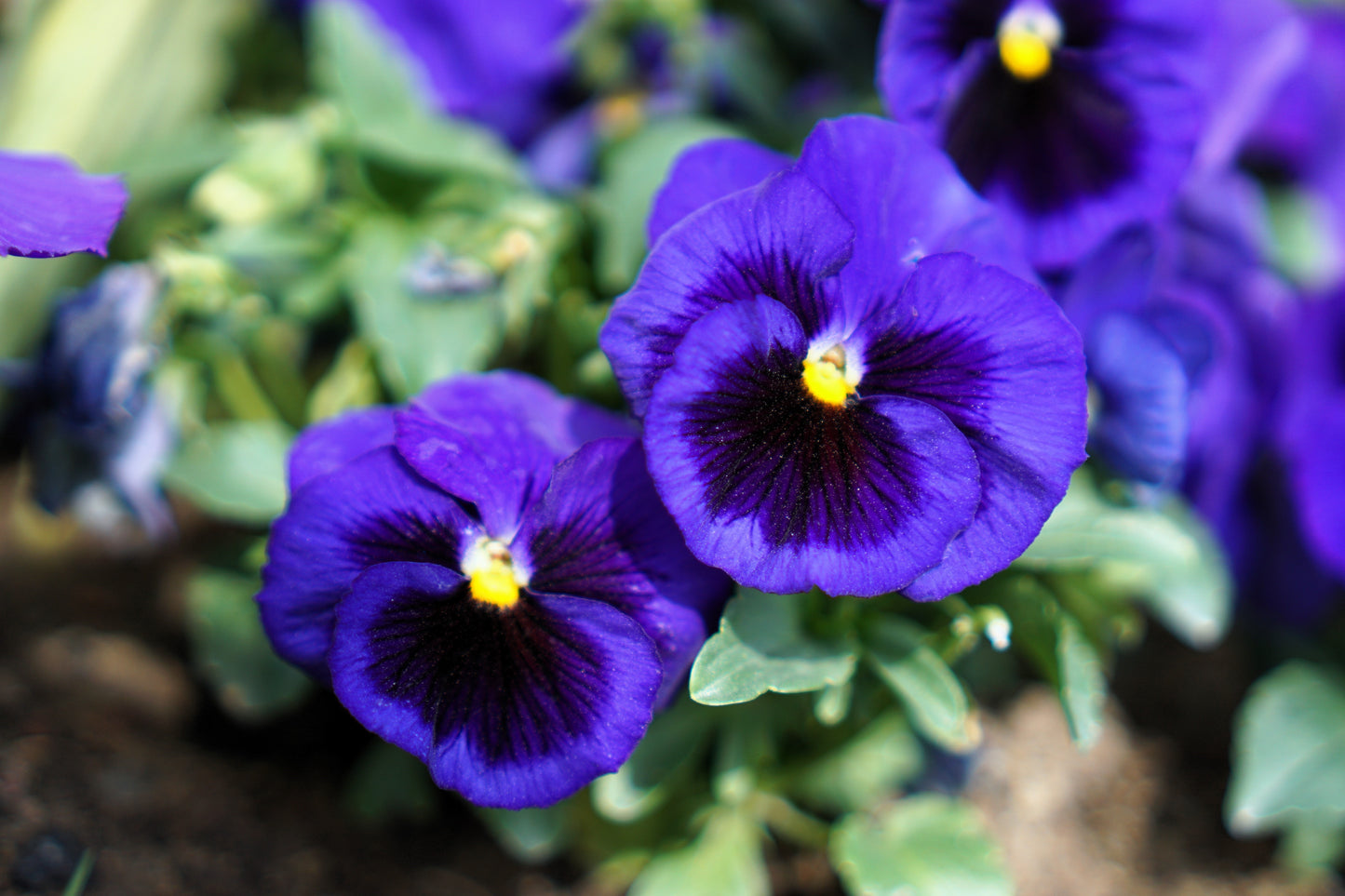 50 DEEP BLUE Blotch PANSY Swiss Giant Viola Wittrockiana Ullswater Flower Seeds