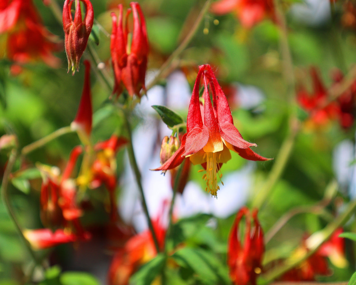 100 WILD / CANADIAN COLUMBINE Aquilegia Canadensis Red & Yellow Native Sun or Shade Flower Seeds