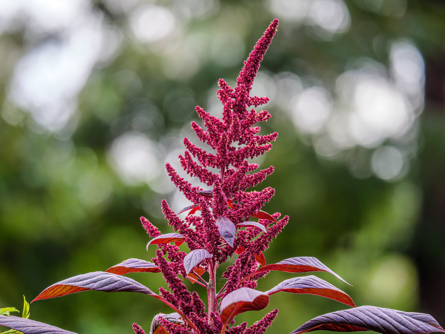 500 MIDNIGHT RED AMARANTHUS Cruentus Amaranth Flower Leaf Vegetable Seeds