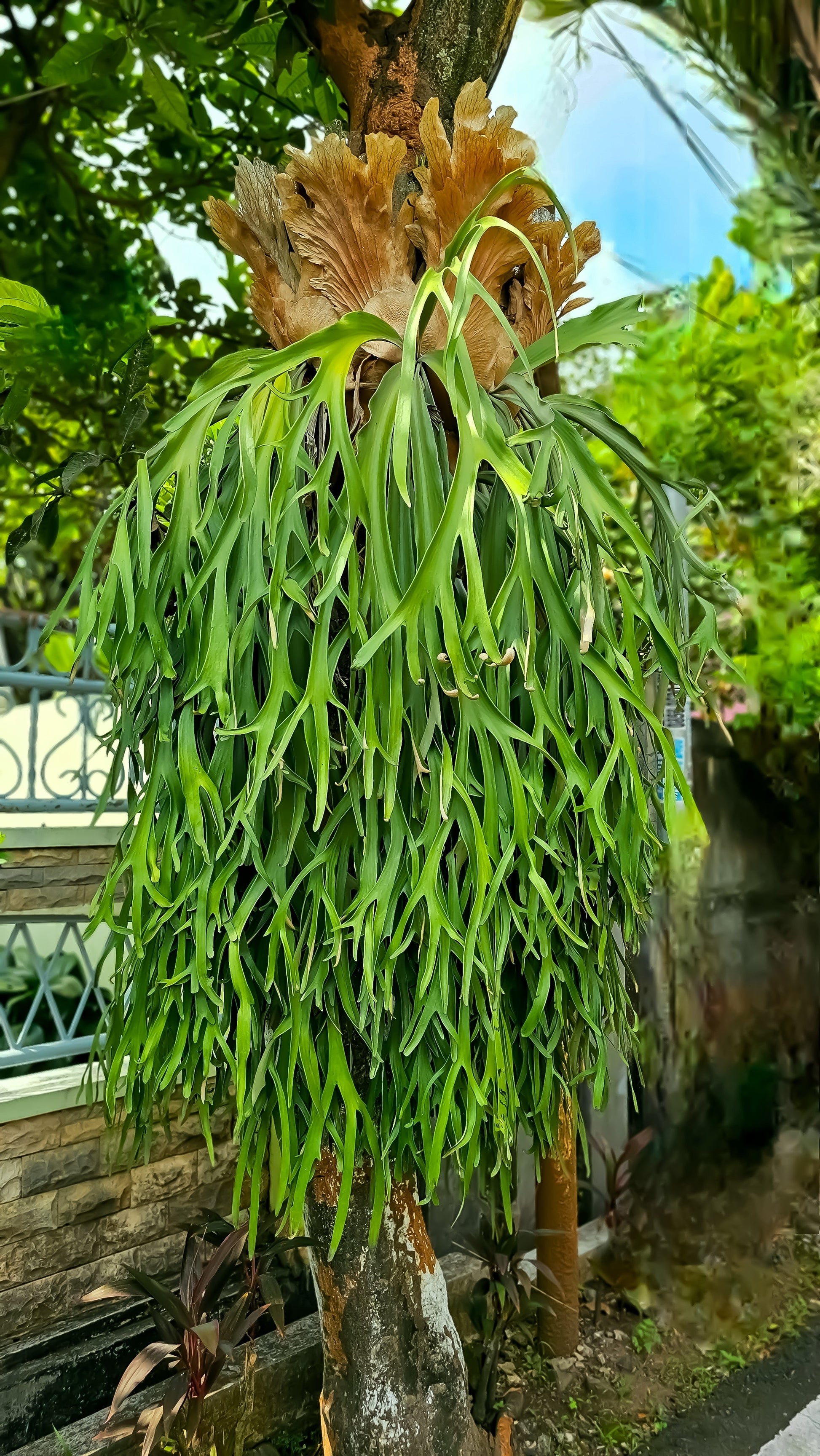 staghorn air plant 500 + Spores STAGHORN FERN Platycerium Bifurcatum Elkhorn Seeds – Seedville USA