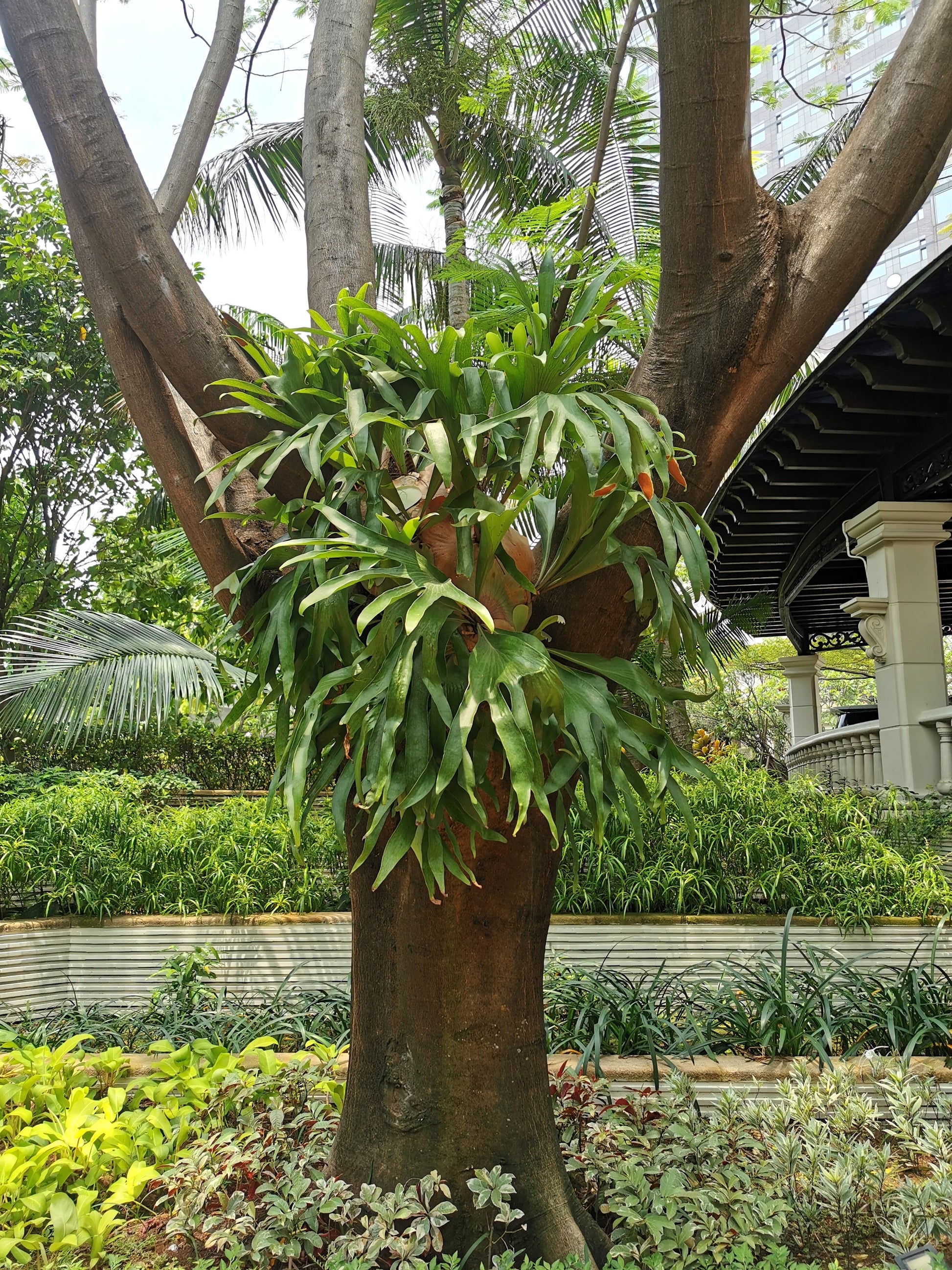 staghorn air plant 500 + Spores STAGHORN FERN Platycerium Bifurcatum Elkhorn Seeds