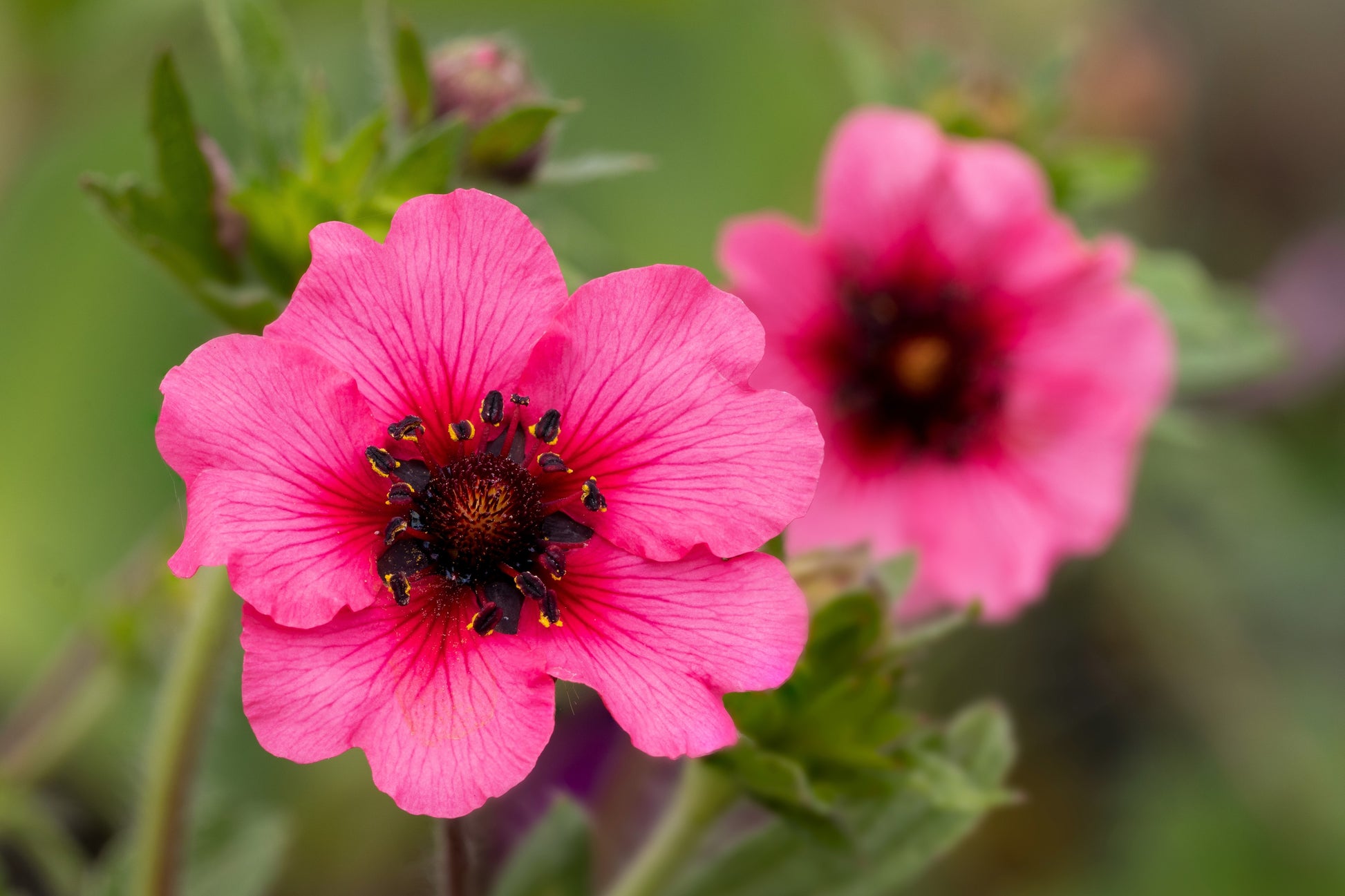flower seeds in nepal 50 NEPAL CINQUEFOIL / POTENTILLA Nepalensis Pink Red Flower Seeds