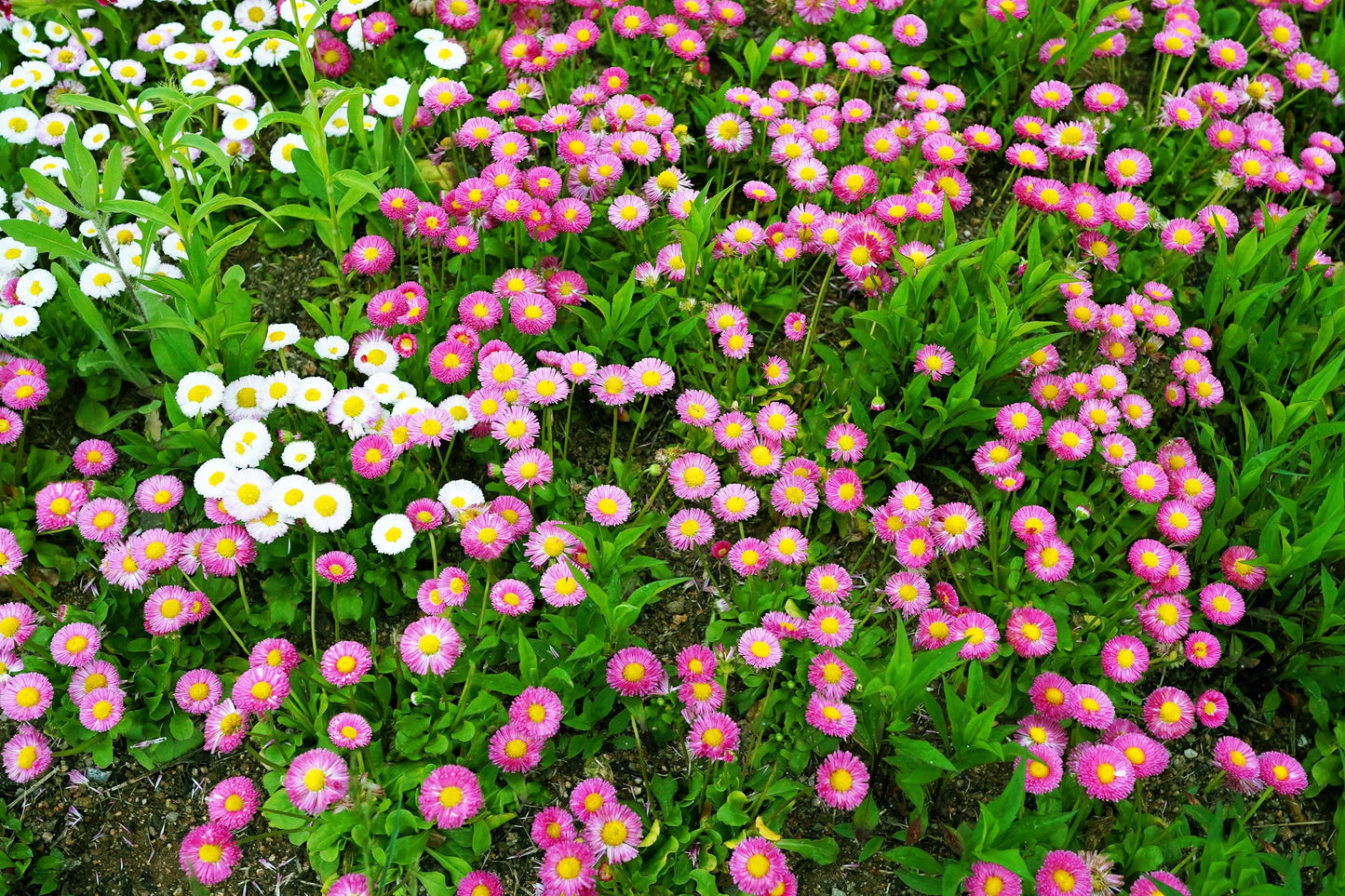 100 PINK ENGLISH DAISY Bellis Perennis Tasso Pink Double Flower Seeds