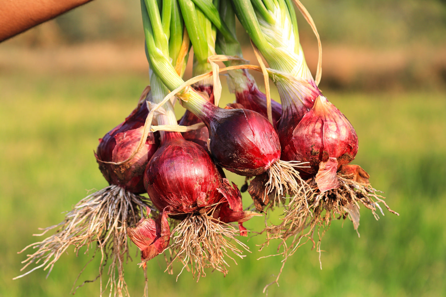 plant red onion seeds 250 RED CREOLE ONION Spicy Cajun Short Day Allium Cepa Vegetable Seeds